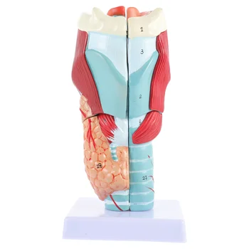 Модел за обучение по анатомия, Манекен, Анатомическое наръчник за обучение на гърлото, врата, PVC