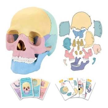 1 комплект от анатомията на човека Пъзел с черепа Подвижен мини-модел на човешки череп за обучение в клиника