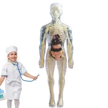 Играчки Интерактивна 3D модел на орган на човешкото тяло Реалистична мека Анатомическая модел на човешкото тяло Образователни играчки Свалящ кост орган