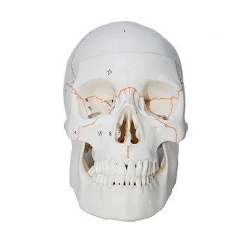 Модел на скелета на главата на човек, анатомическая модел на костите на главата в реален размер, Модел на черепа с кодове по анатомия на човека Учебни помагала